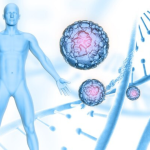 The Process of Stem Cells Into The Body Explained