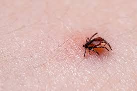 Stem Cell Therapy For Lyme Disease 