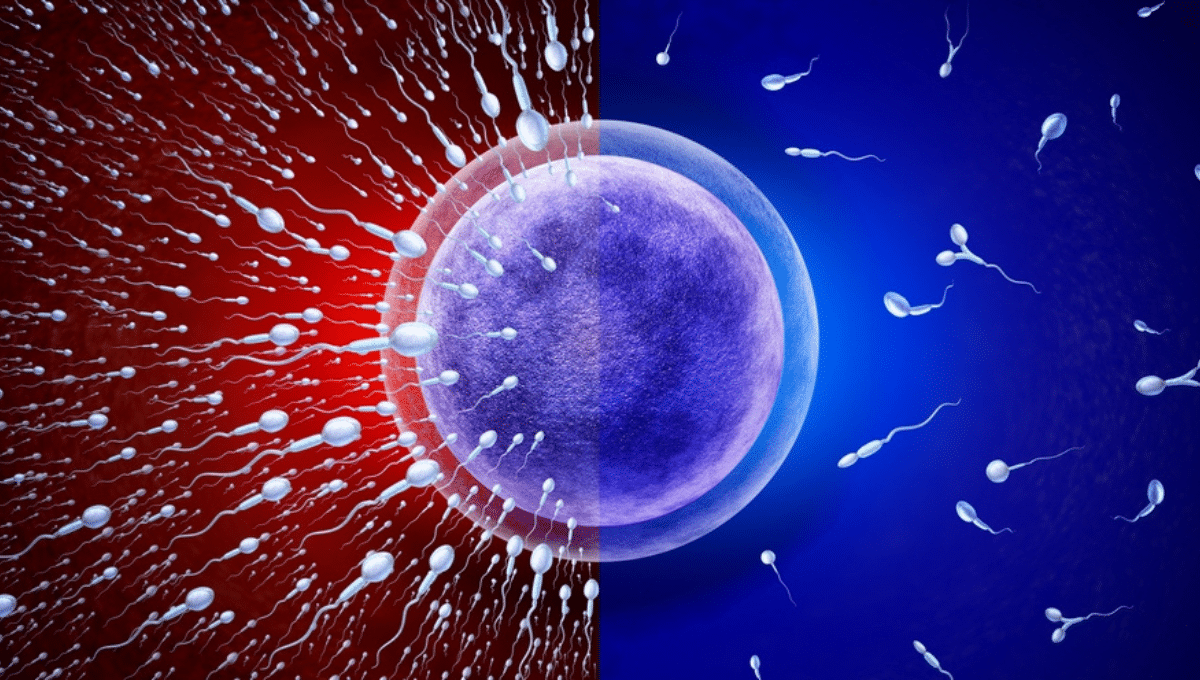 Stem Cell Therapy: A Promising Treatment for Infertility