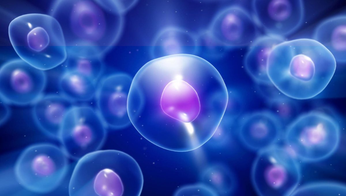Stem Cell Therapy - What To Expect From The Treatment