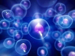 The Power of Stem Cell Therapy: A Closer Look at Mesenchymal Stem Cells and Wharton’s Jelly