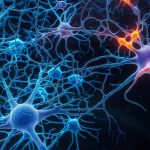 Could Stem Cell Therapy Stabilize The Progression Of Multiple Sclerosis?